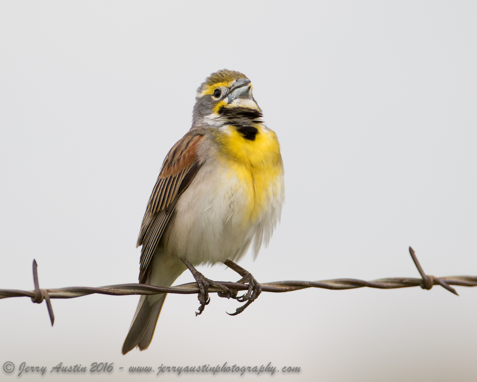 Texas Dickcissal