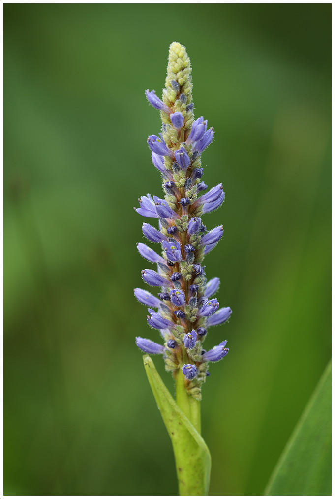 Pickerel Weed