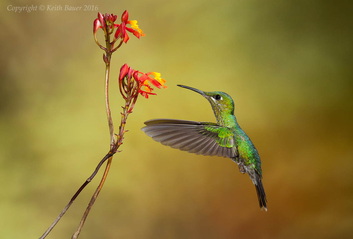 Green Crowned Brilliant 