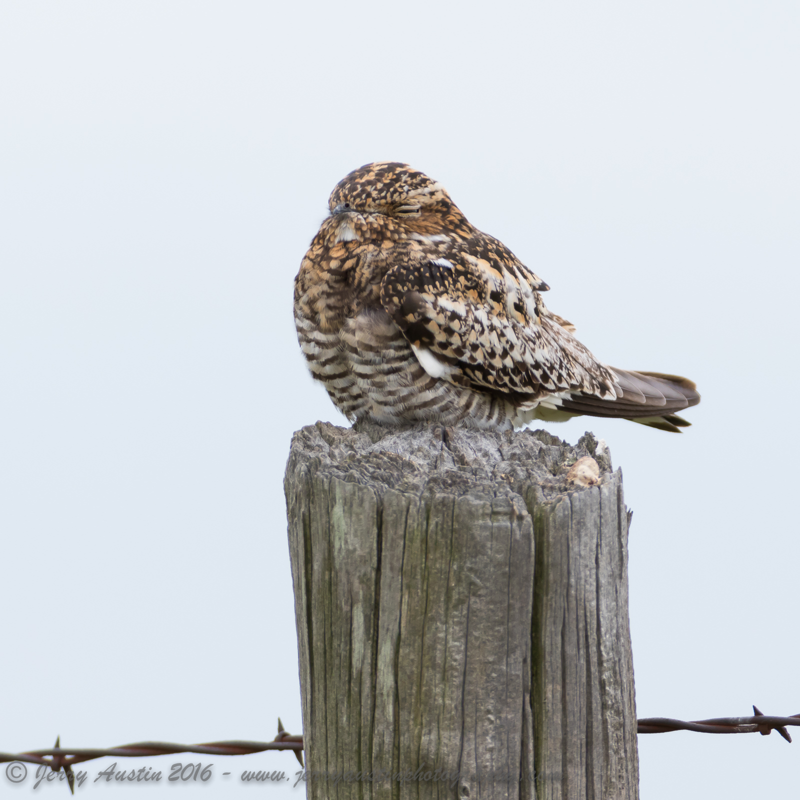 Texas Nighthawk