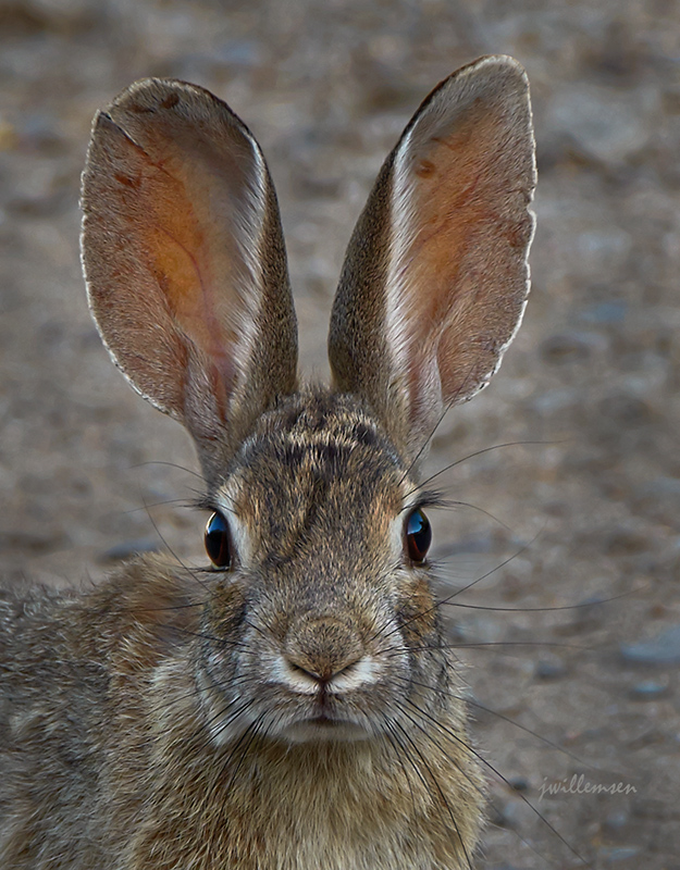 Cottontail