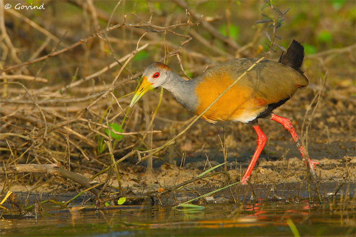 Wood-rail II