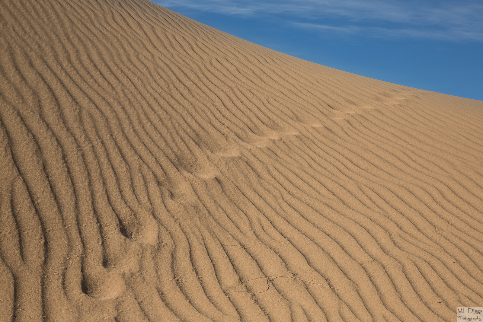 Algodones Dunescape #2