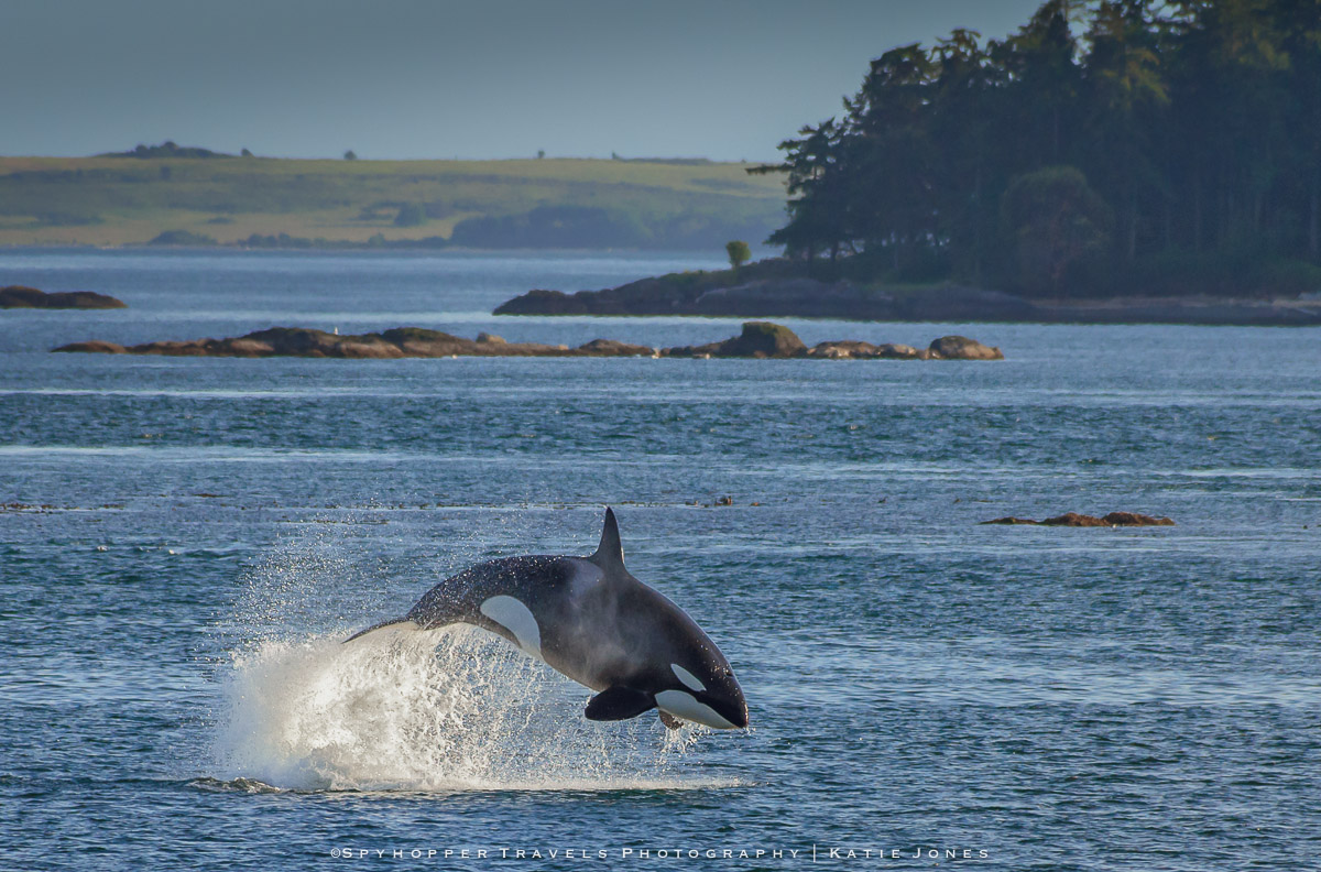 Orca on the Chase