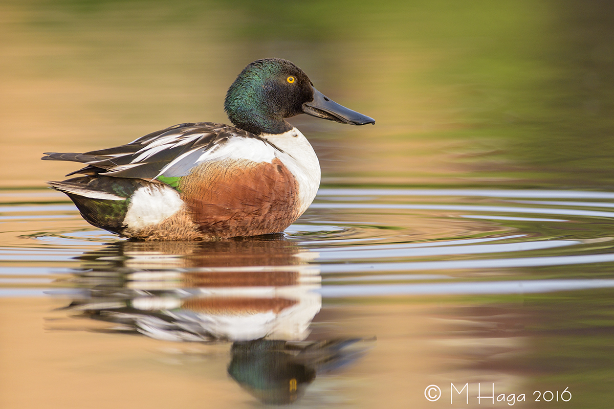 Northern Shoveler, male