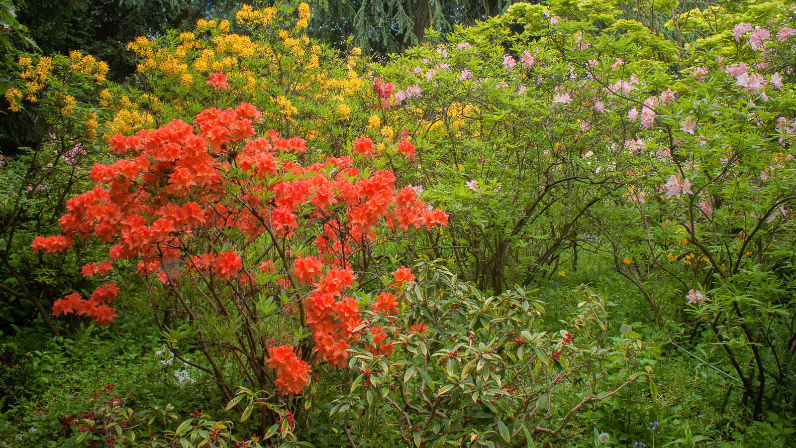 Spring in the Garden #2