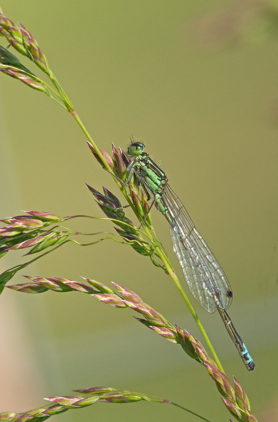 Damselfly