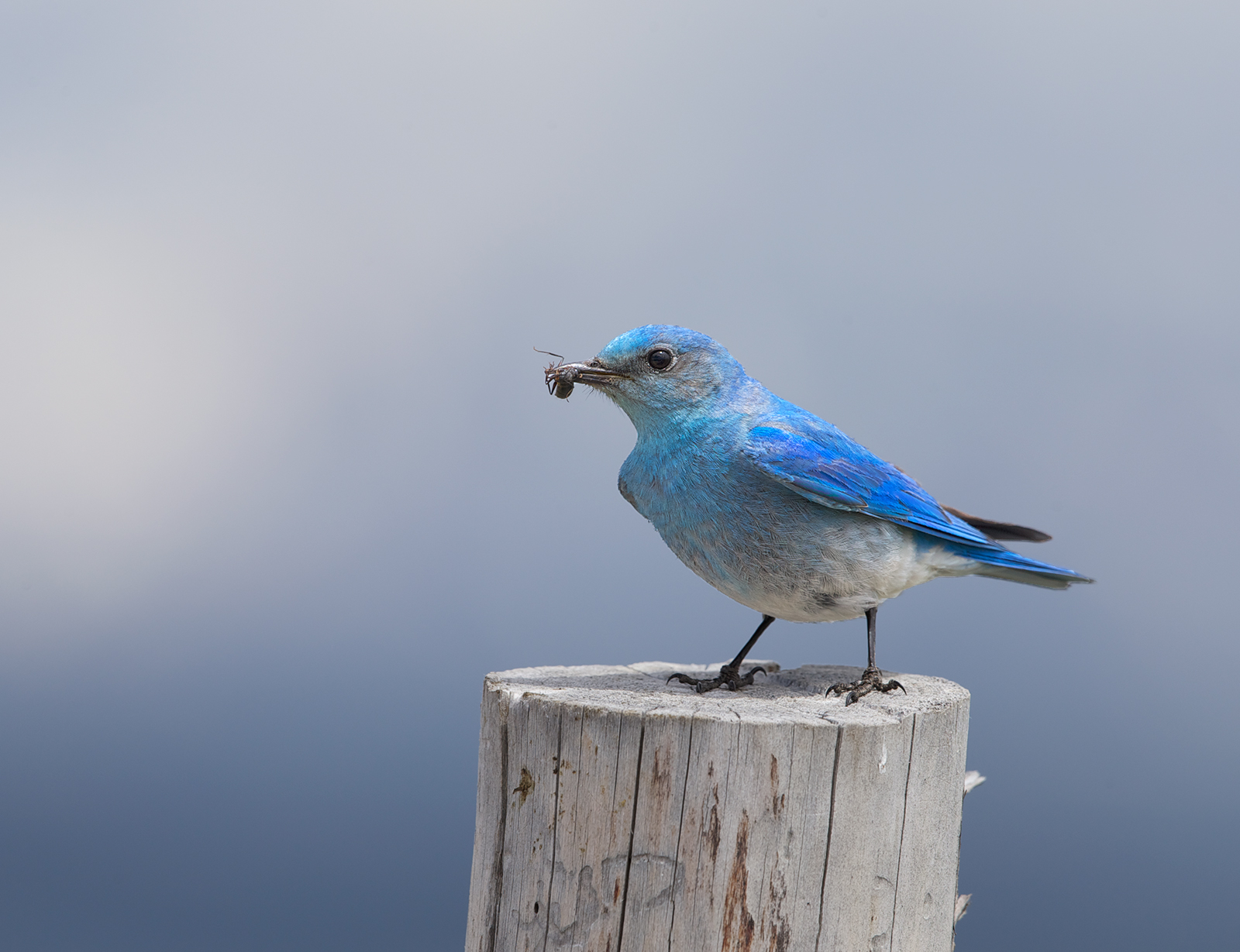 Mountain Bluebird