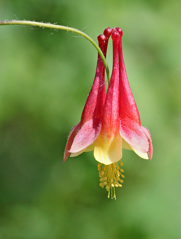 Columbine & repost