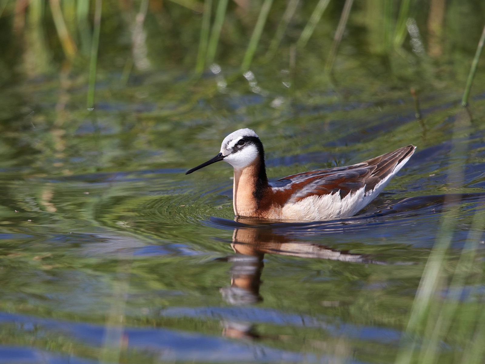 Wilson's Phalarope