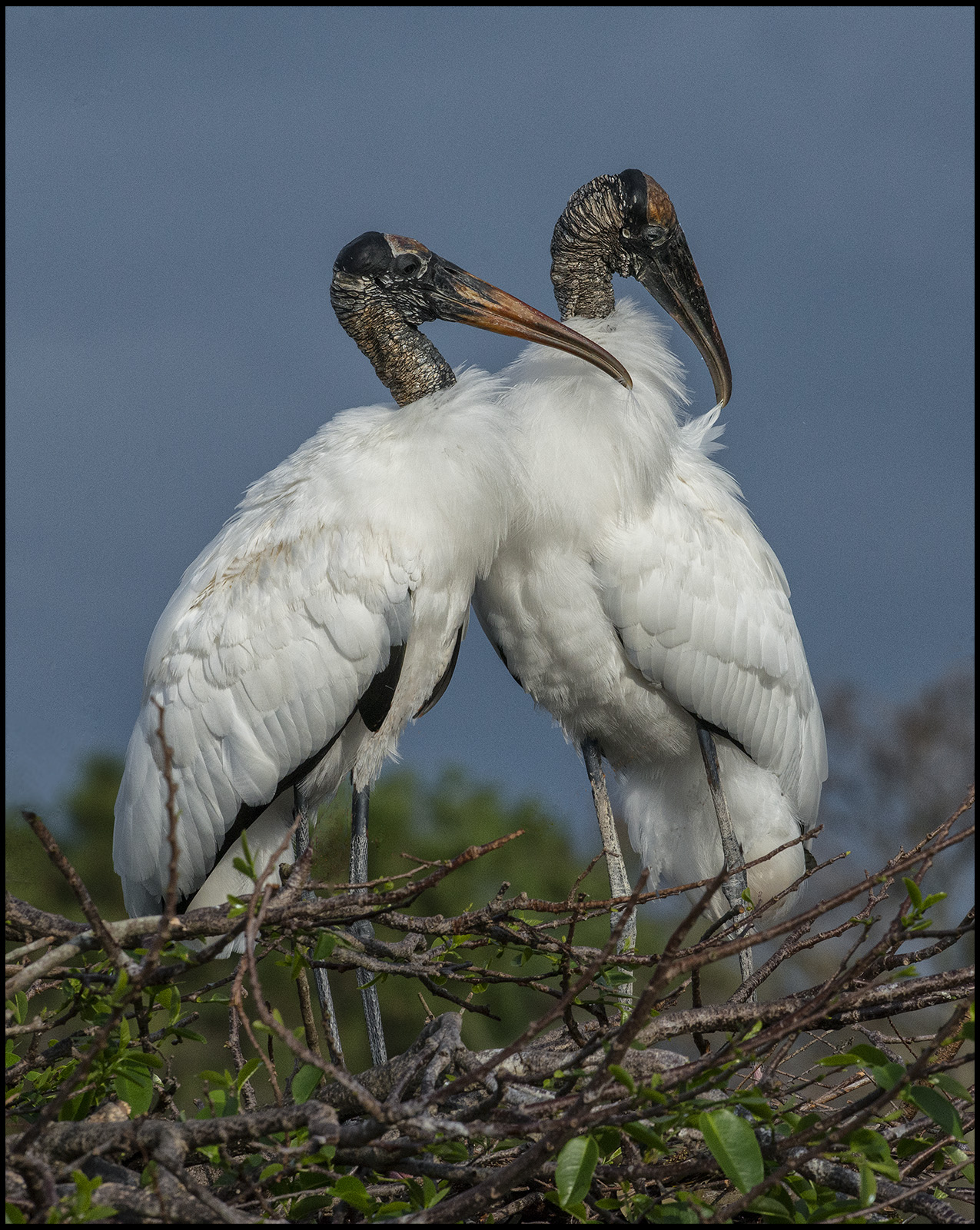 Wood Storks (endangered)