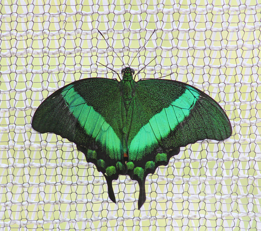 Butterfly and Screen