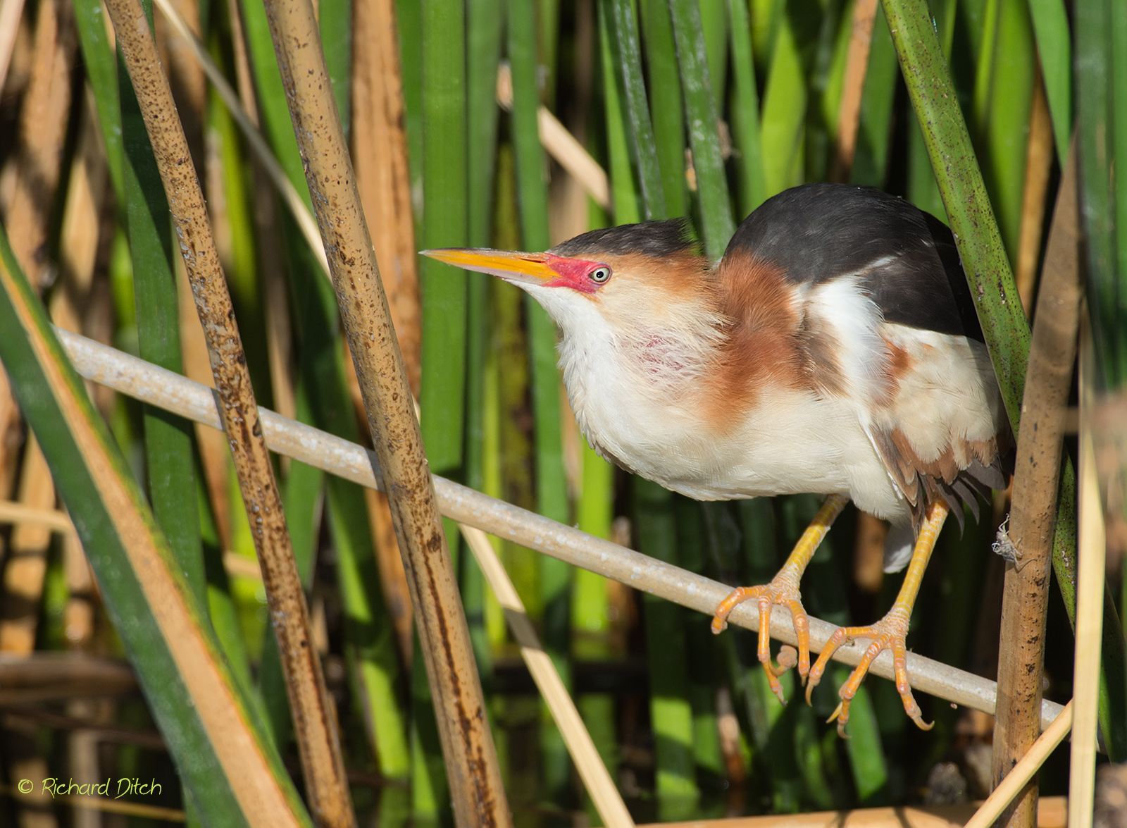 Least Bittern