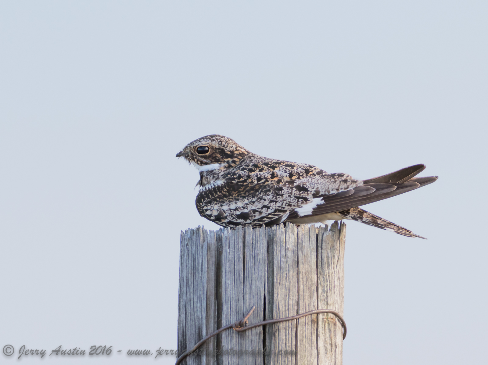 Texas Nighthawk 2