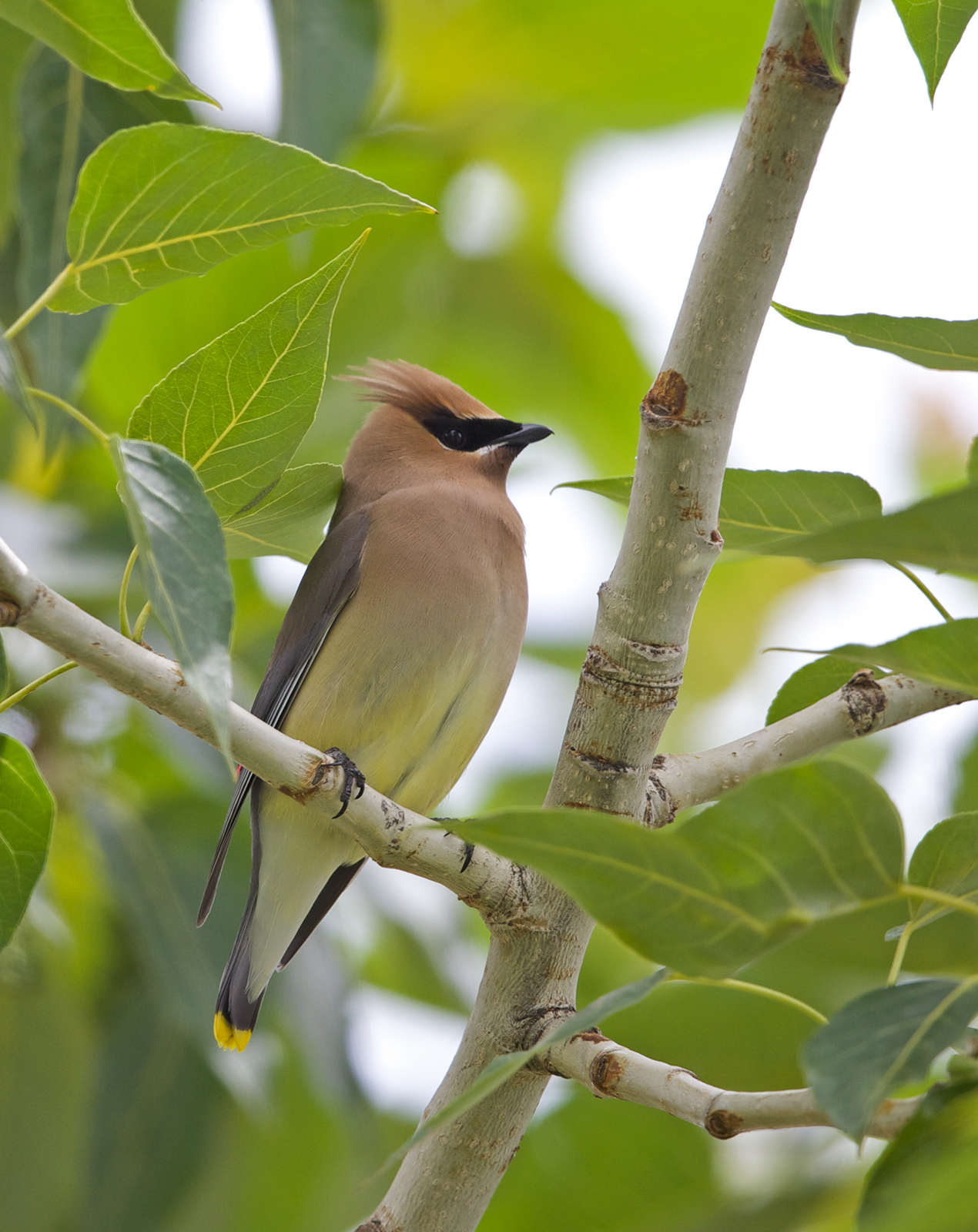 Cedar Waxwing