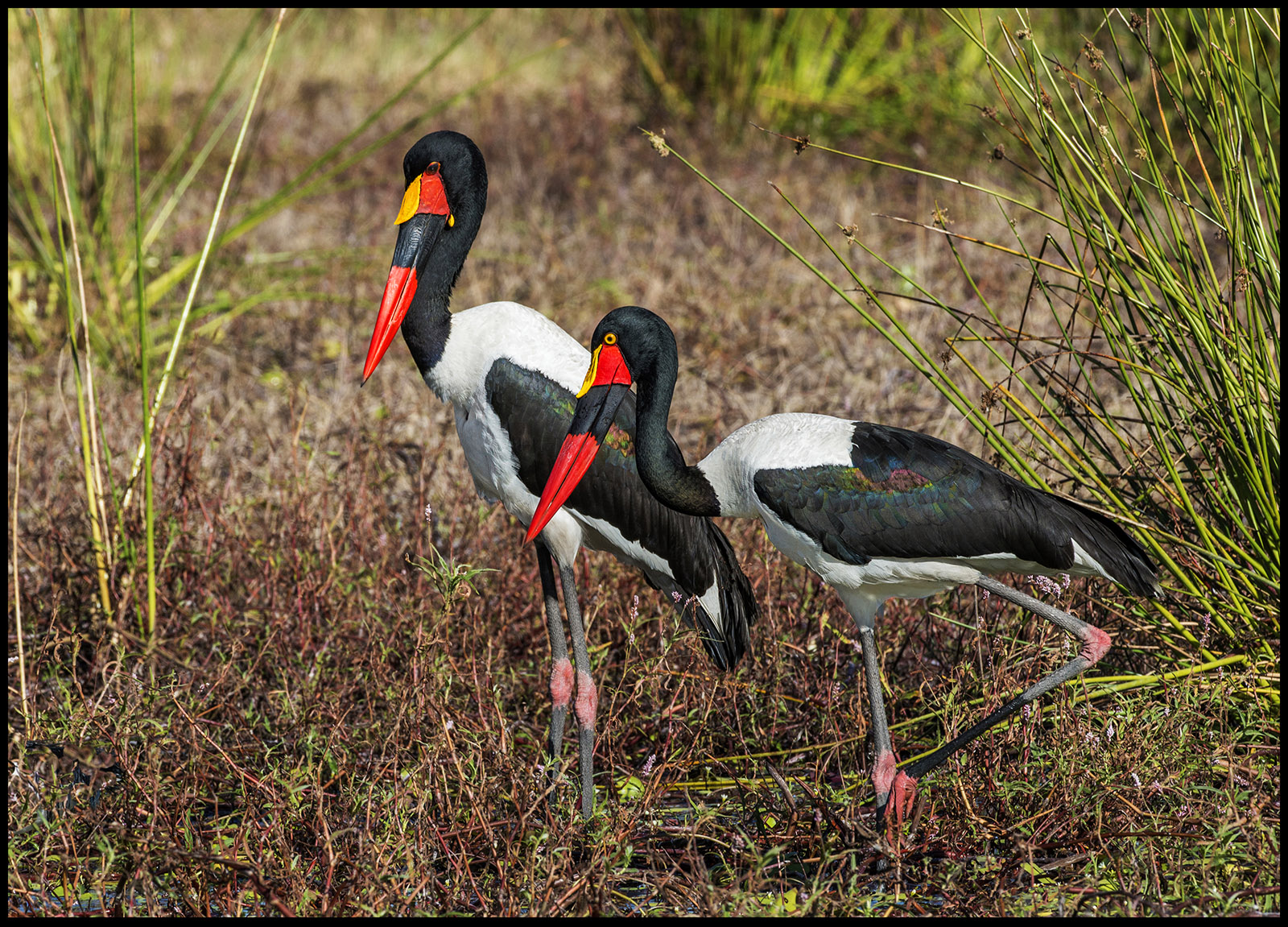 Saddlebill Storks