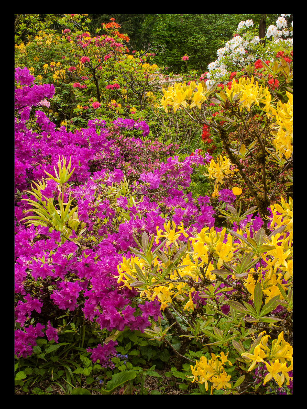 Bank of Azaleas