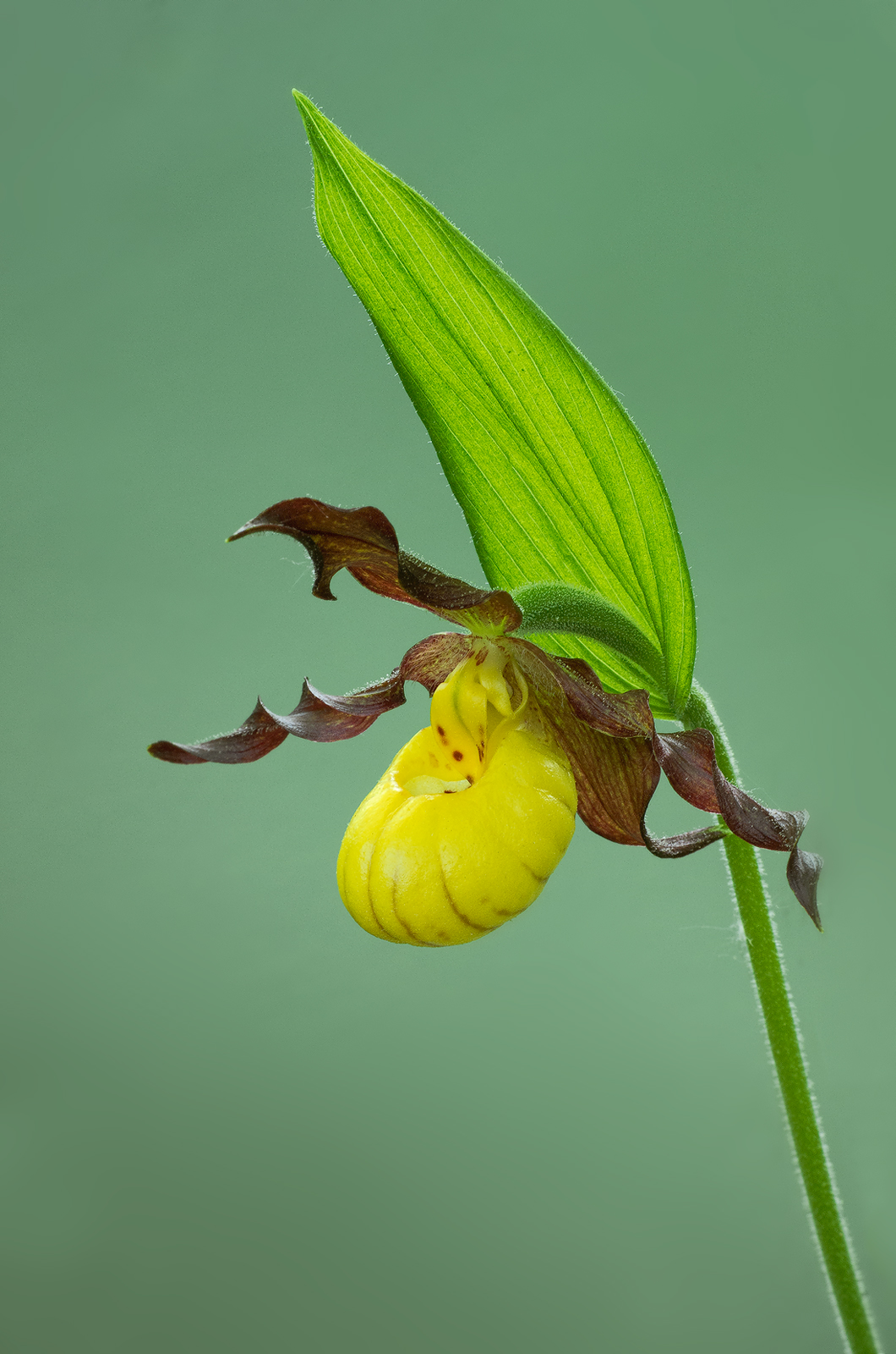SmallYellow Lady Slipper