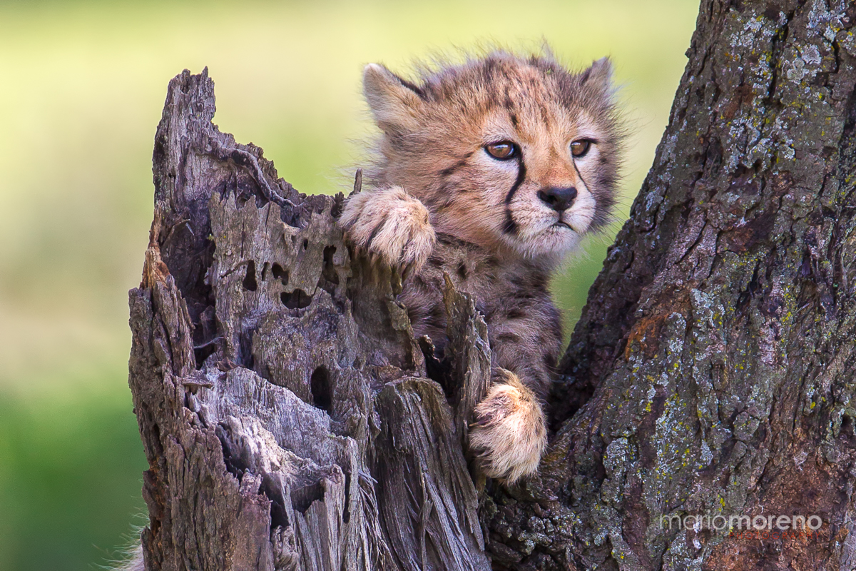 Playful Cheetah