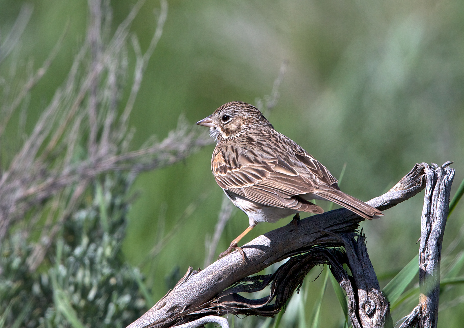 Vesper Sparrow
