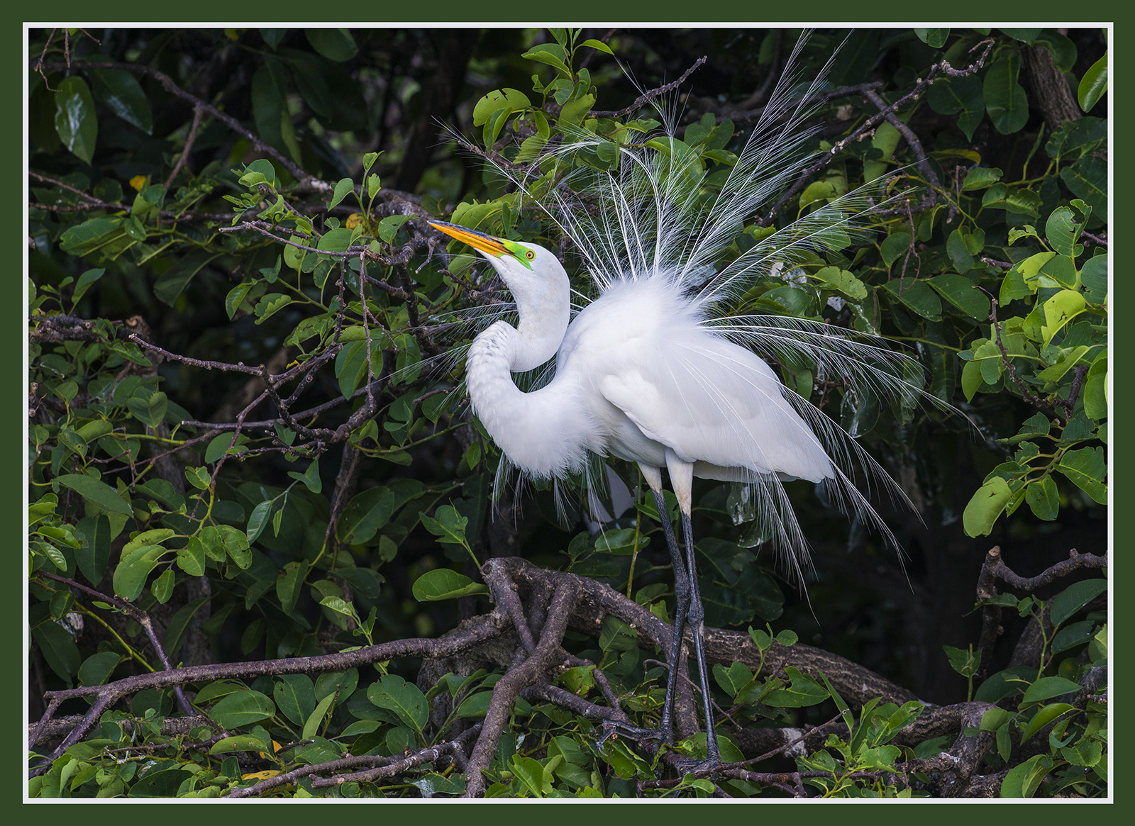 Great Egret