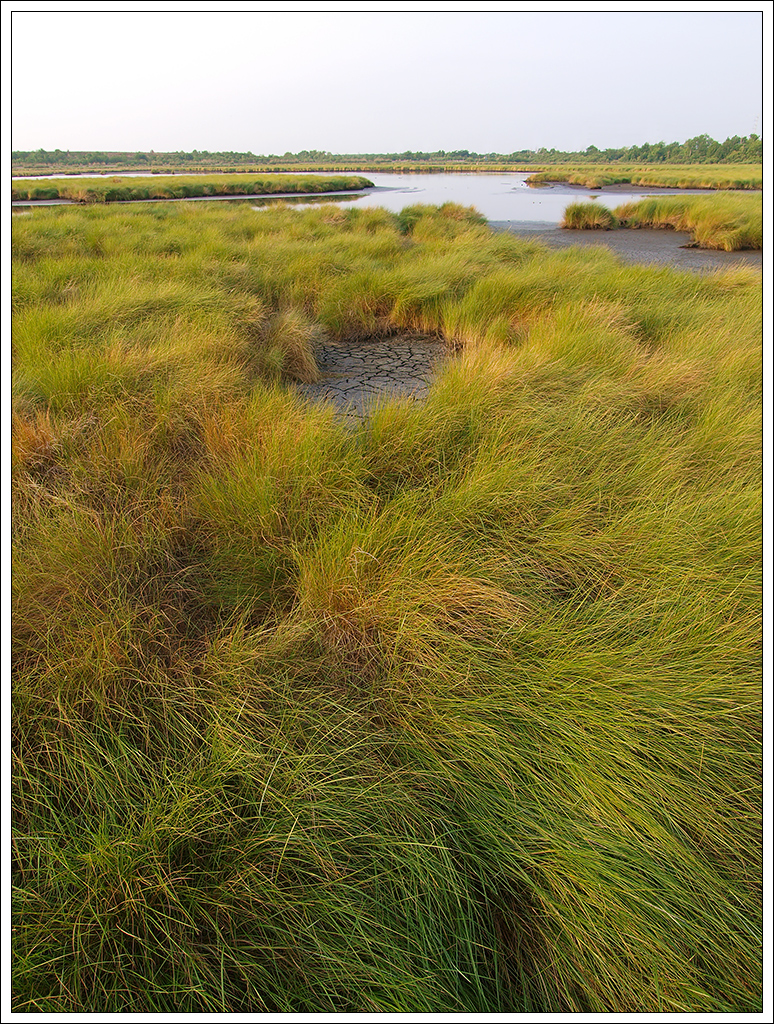 Marsh Grass & Mud