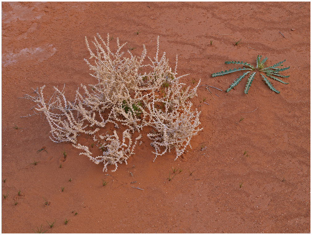 Desert Survivors