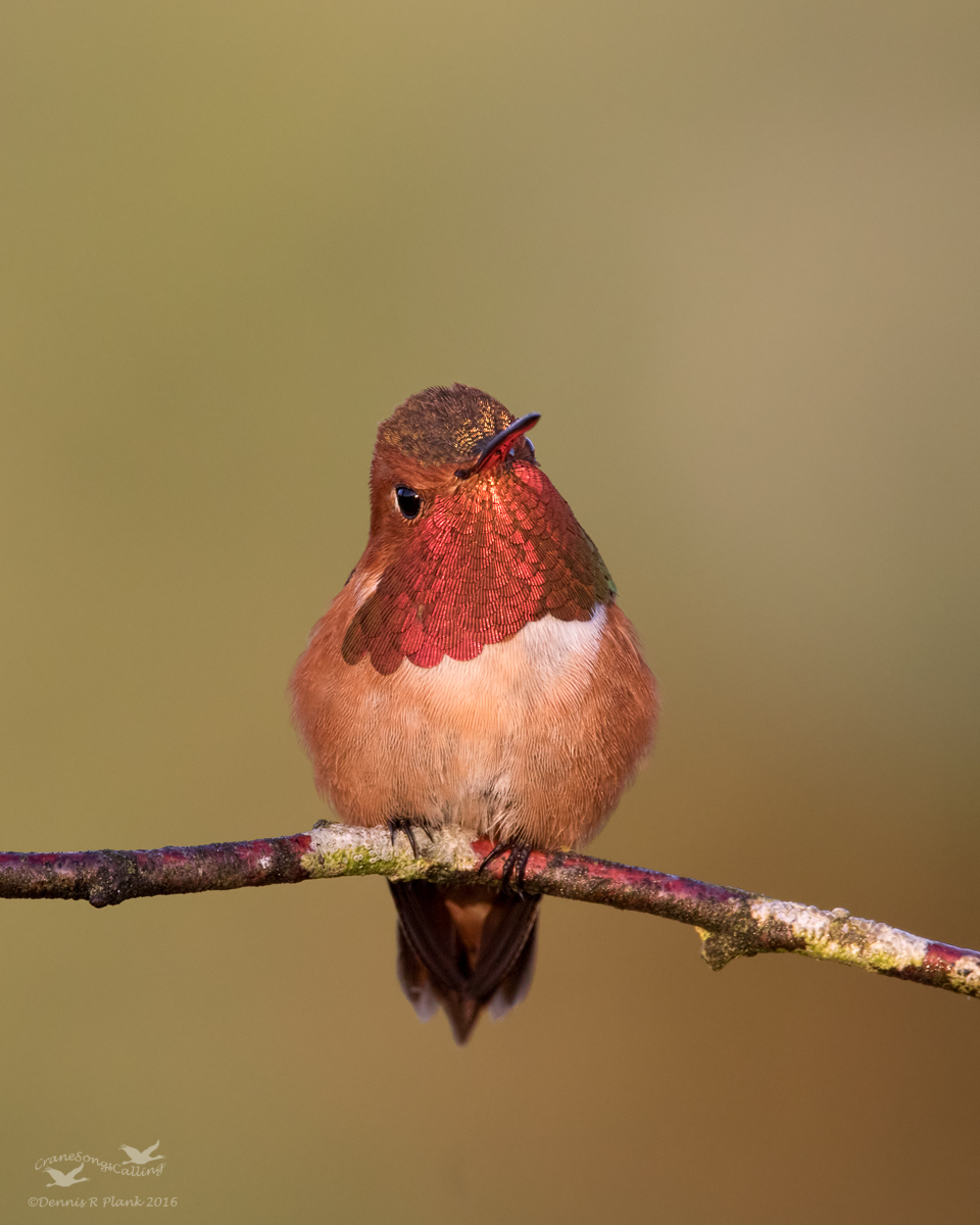 Another Rufous Hummer