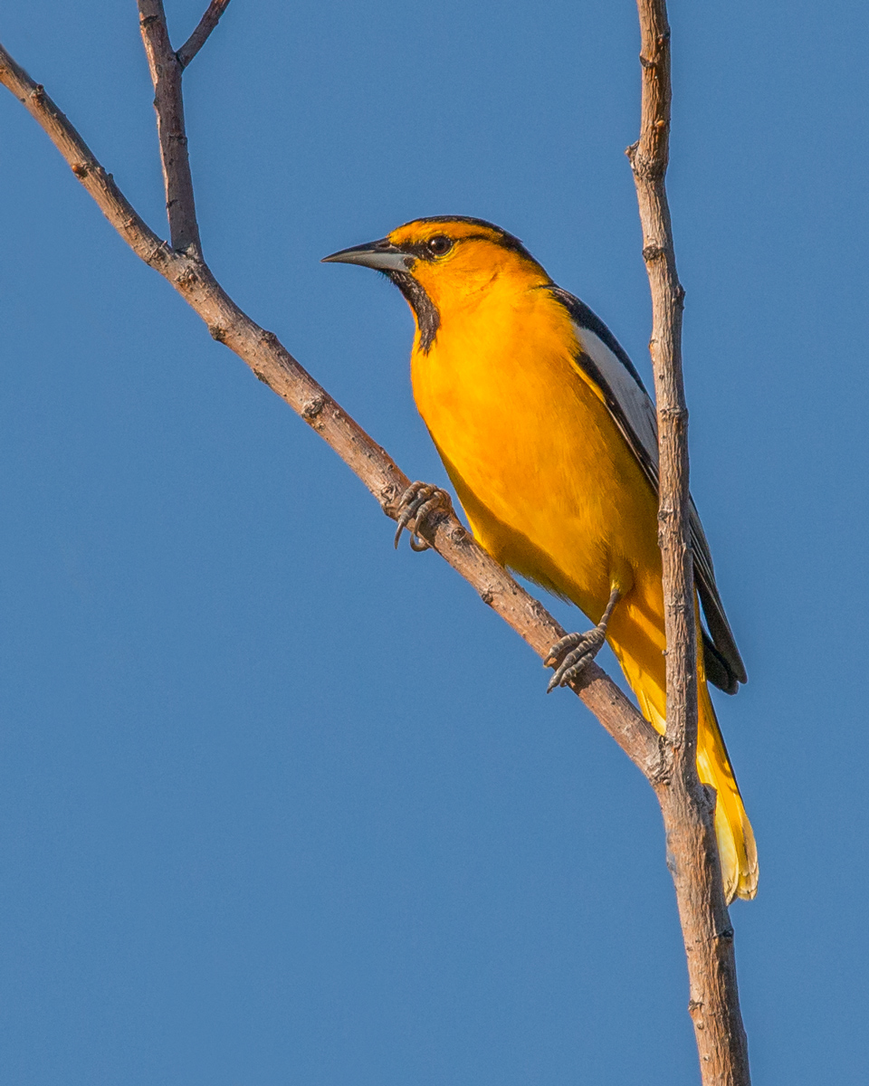 Bullock's Oriole