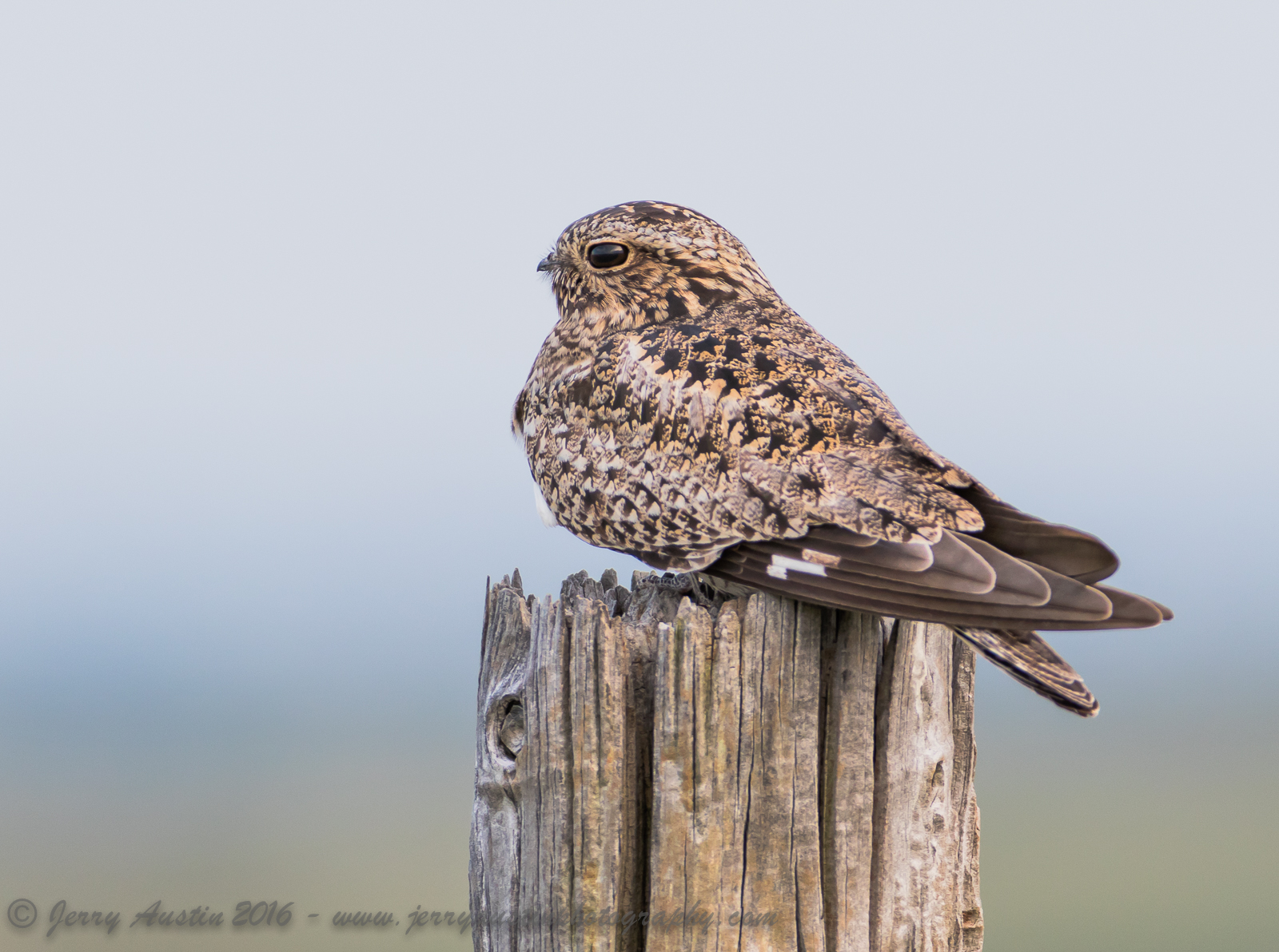 Texas Nighthawk 3