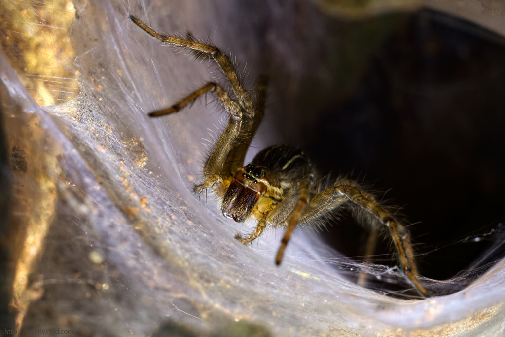 Spiders Parlour
