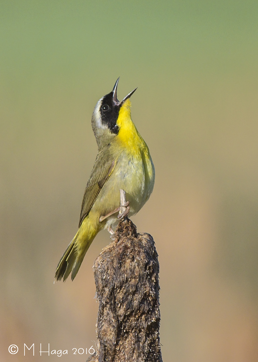Common Yellowthroat