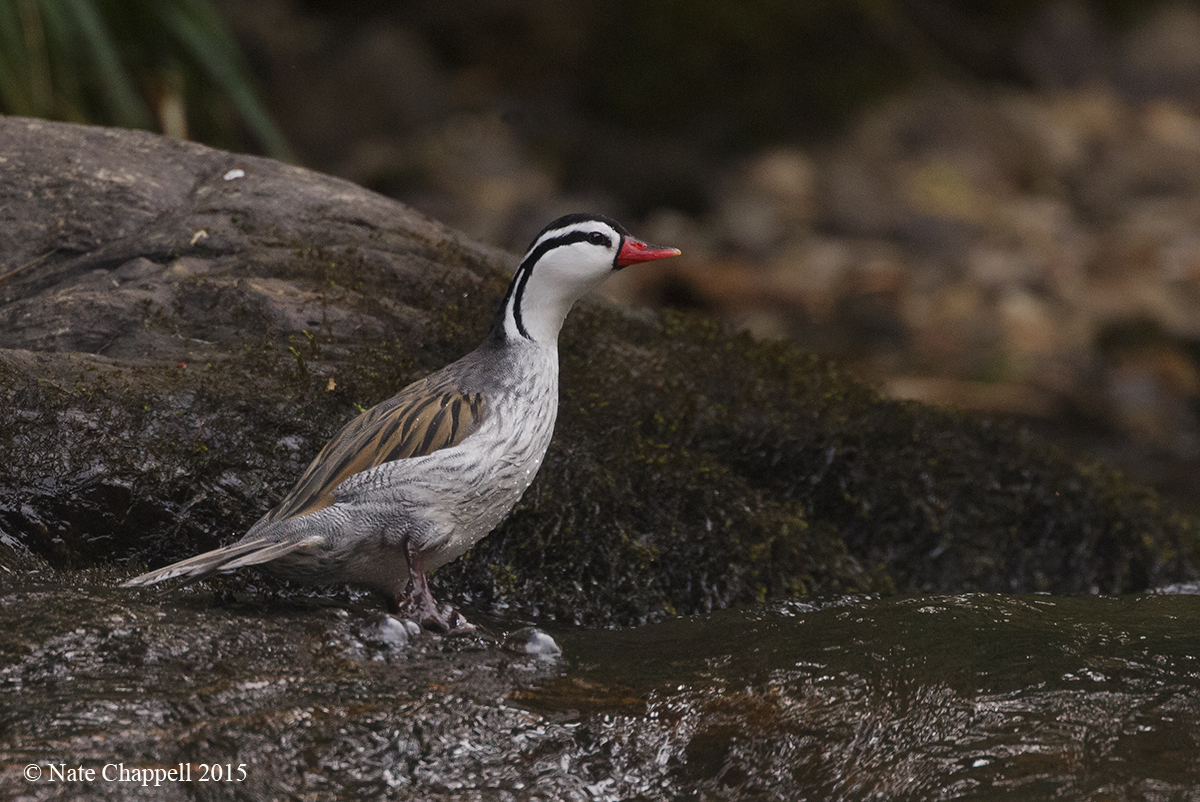 Torrent Duck