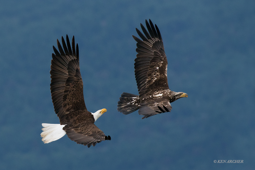 Bald Eagles