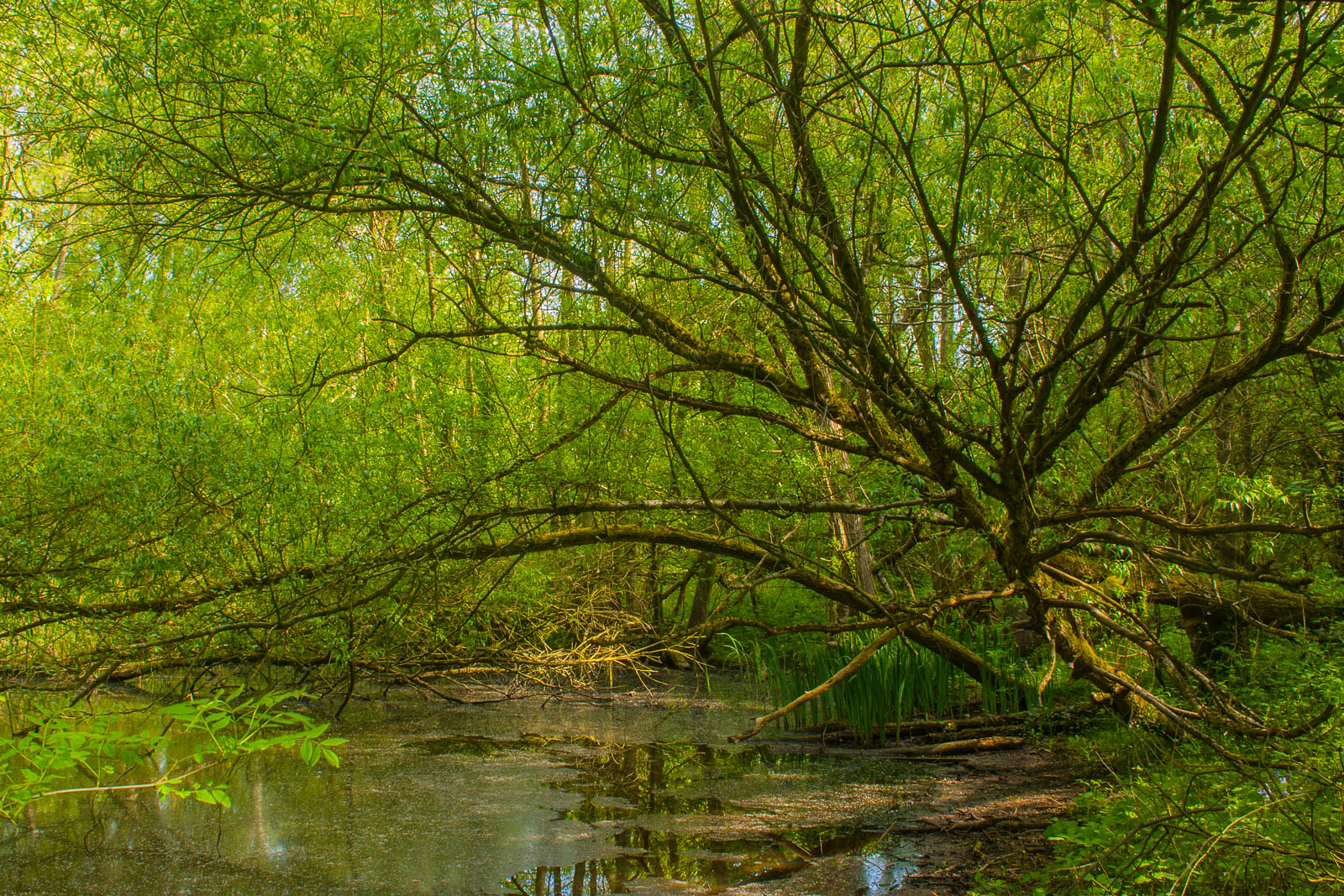 Leaning Willow