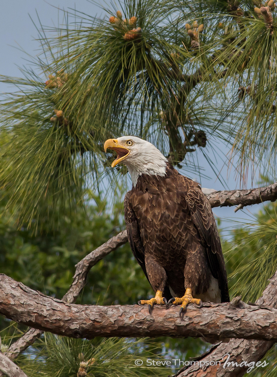 Bald Eagle