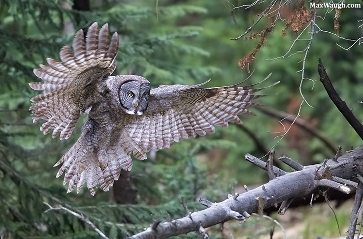 Great Gray Landing