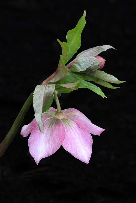 Lenten Rose