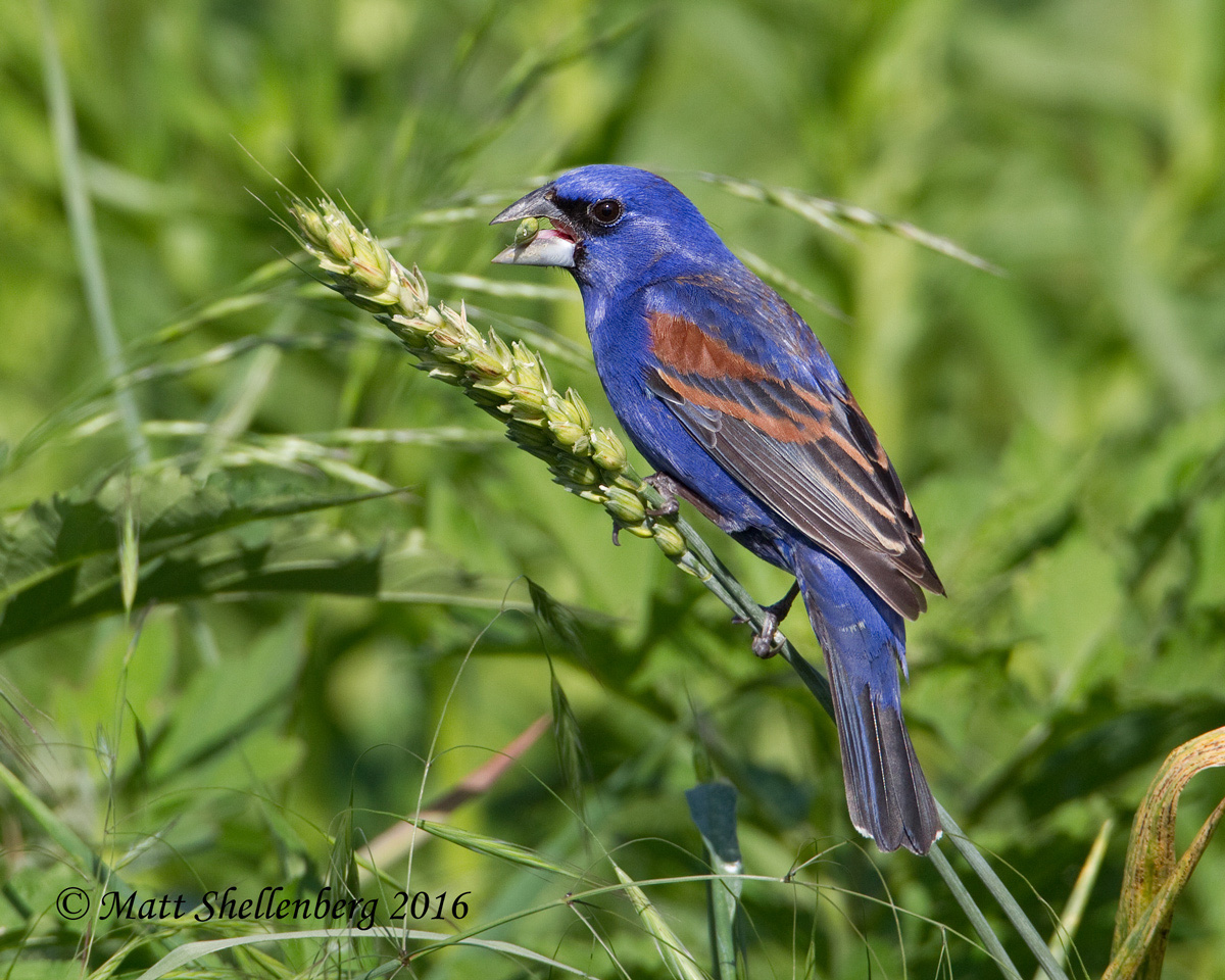 Blue Grosbeak
