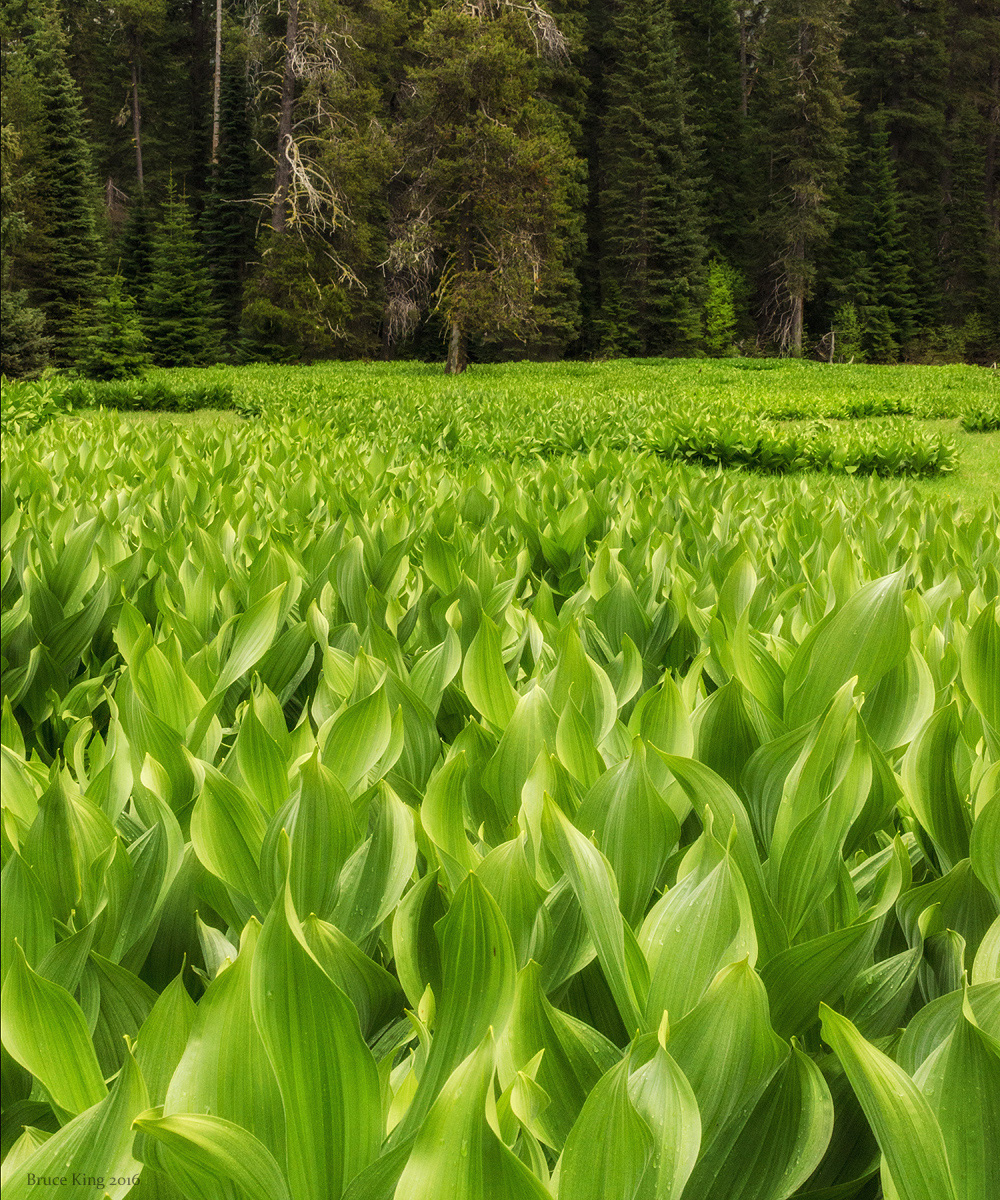 Field of Veratrum
