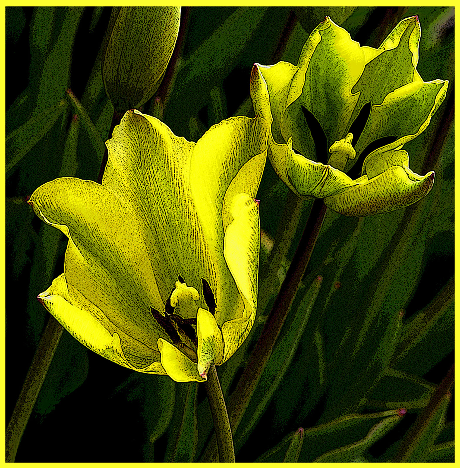 Mellow Yellow