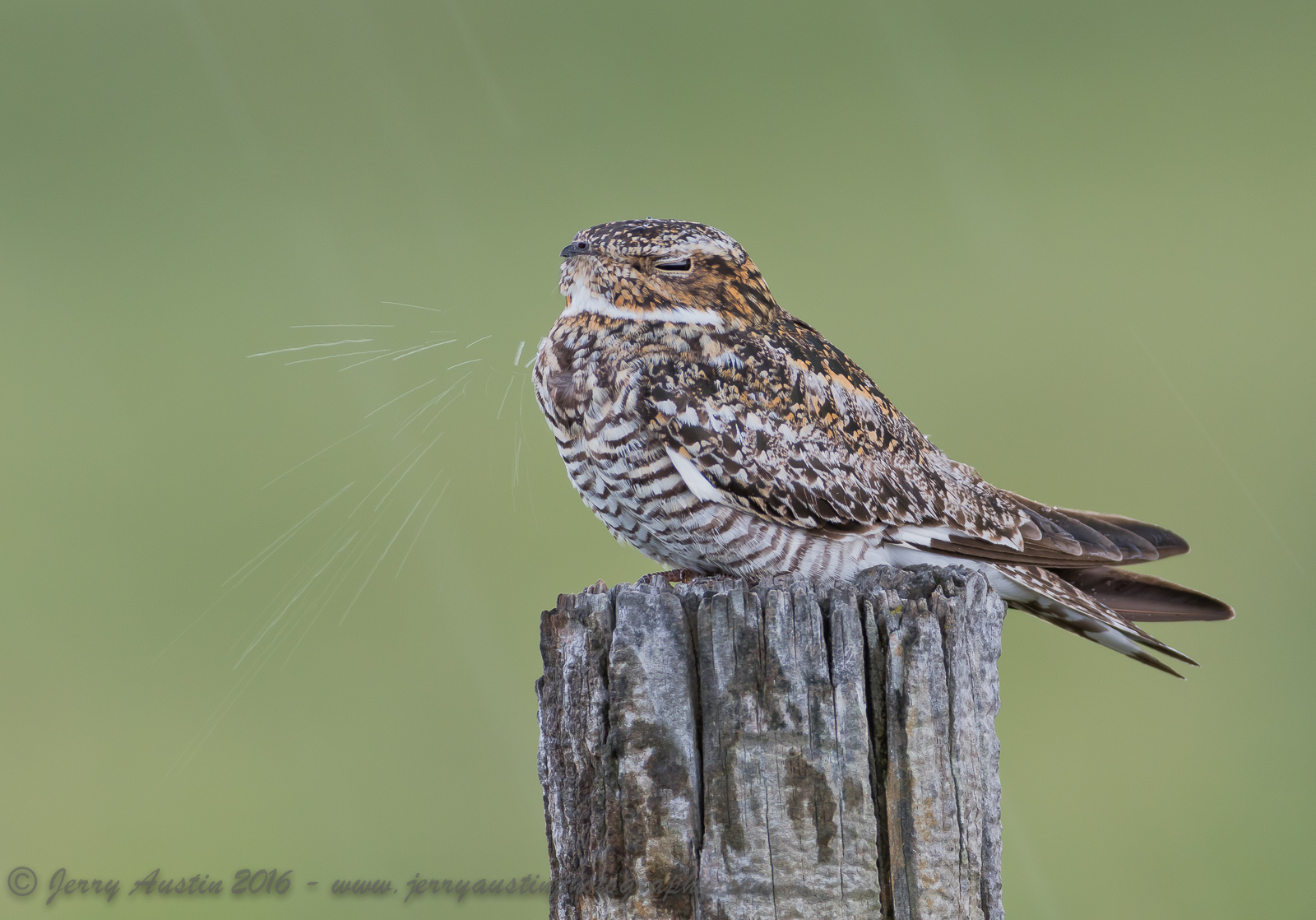 Texas Nighthawk 6