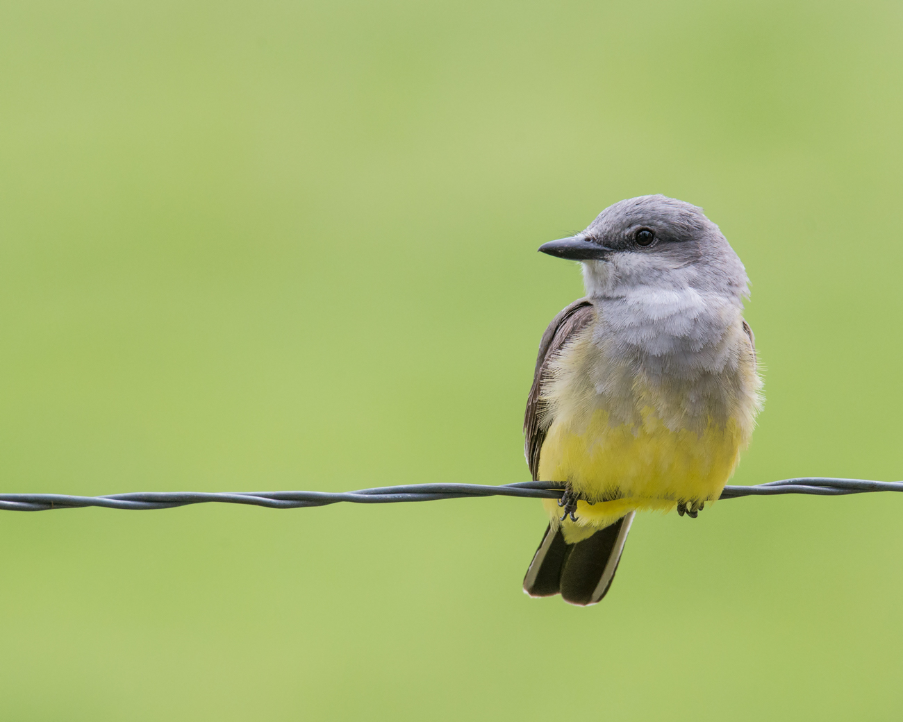 Western Kingbird & Repost