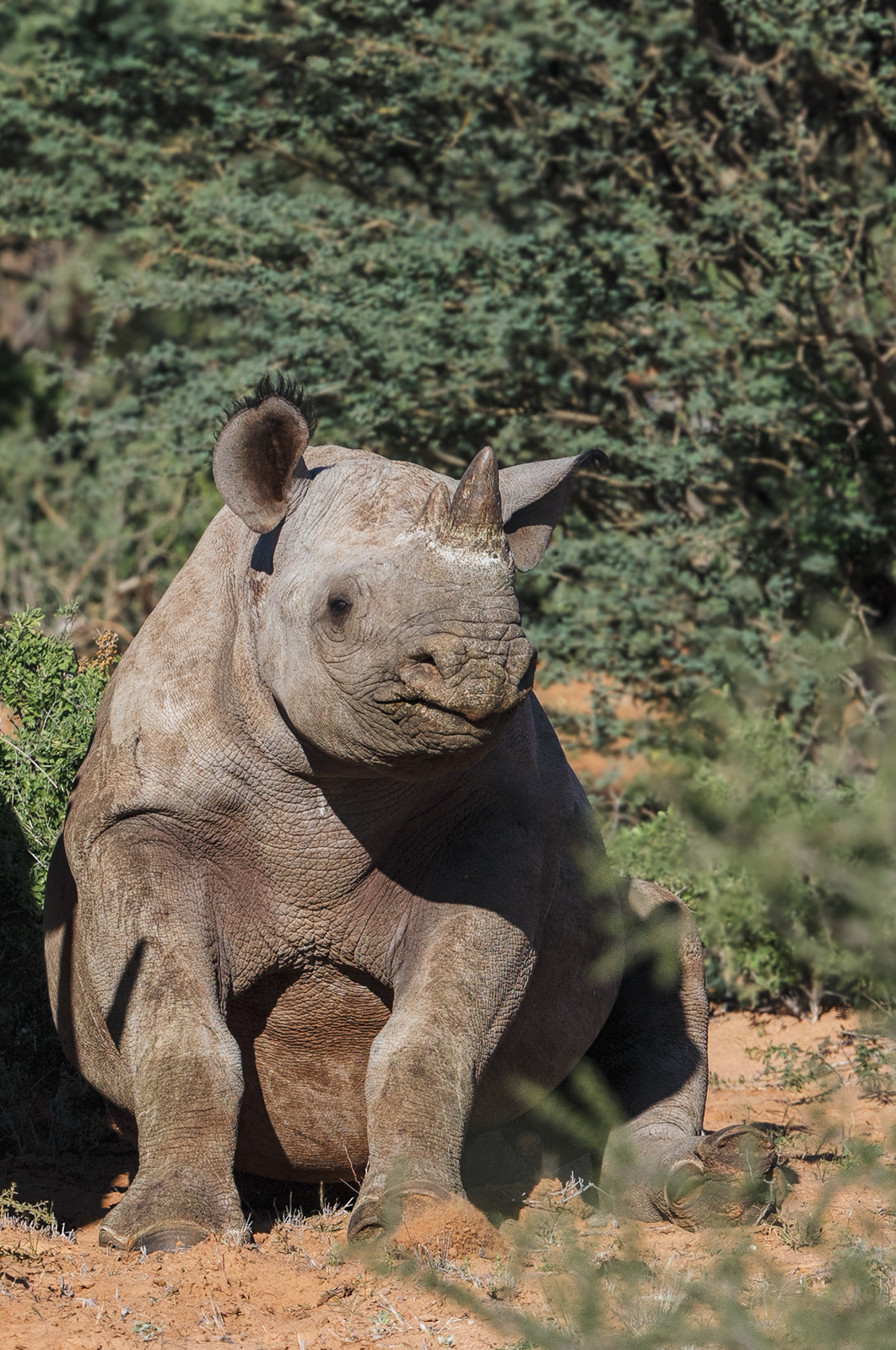 Black Rhino Calf