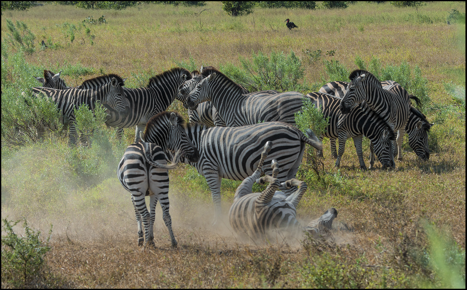 Dust Bath