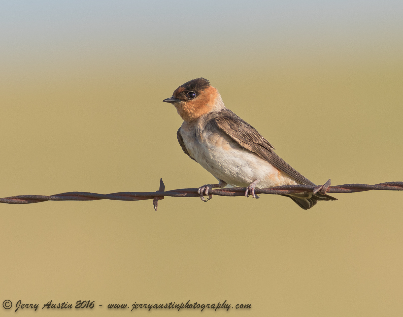 Texas Swallow