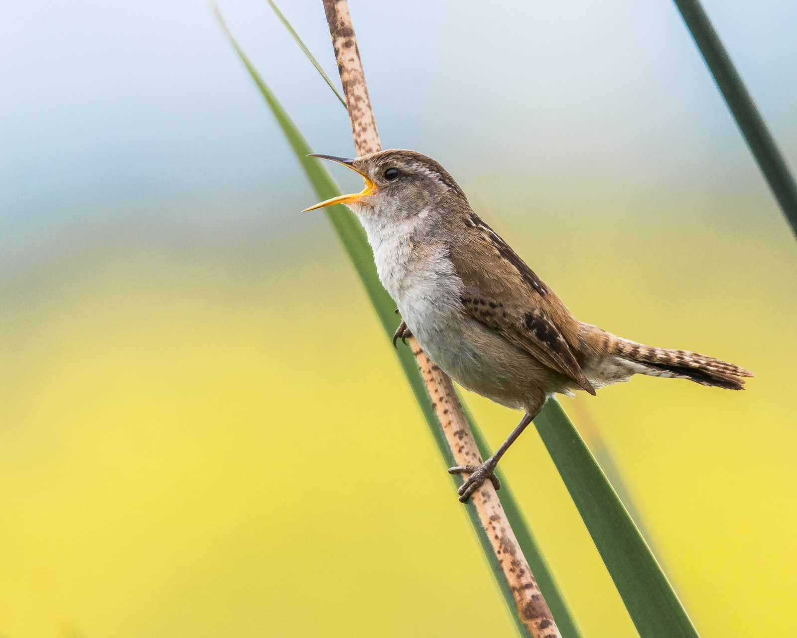 Marsh Wren