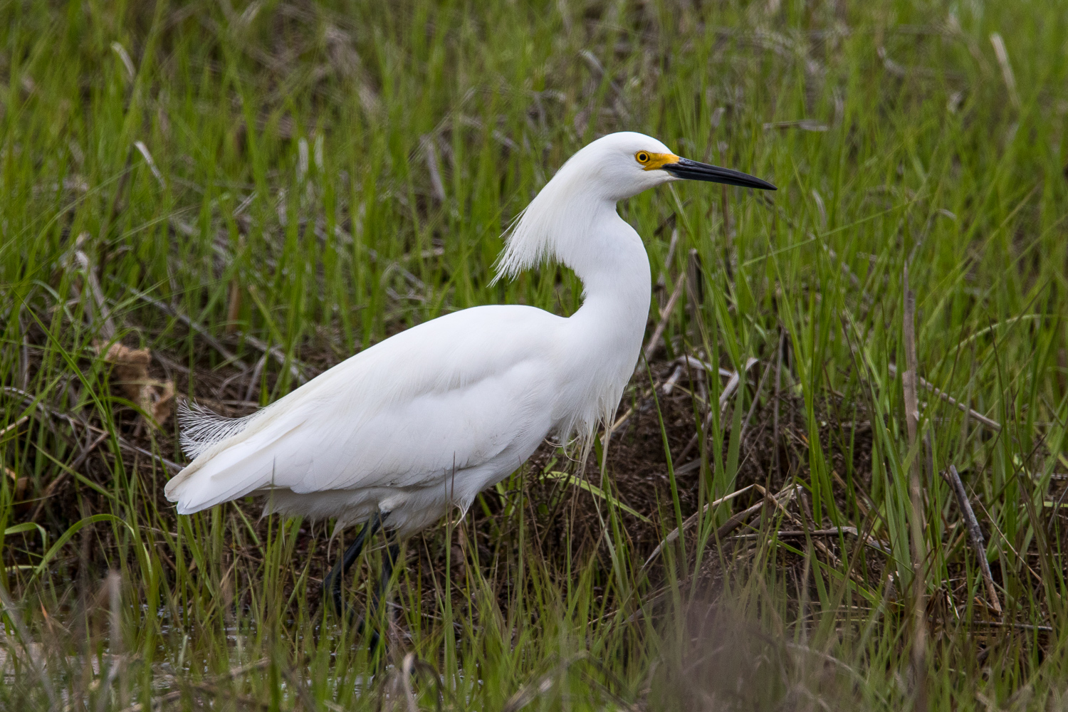 Only bird of the day