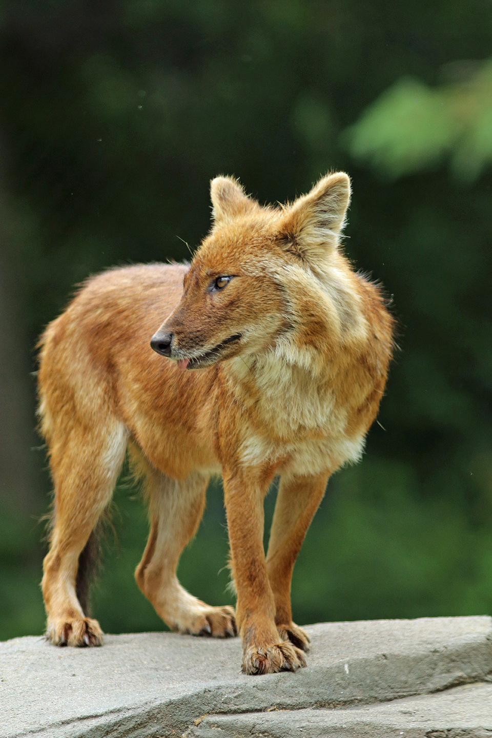 Dhole
