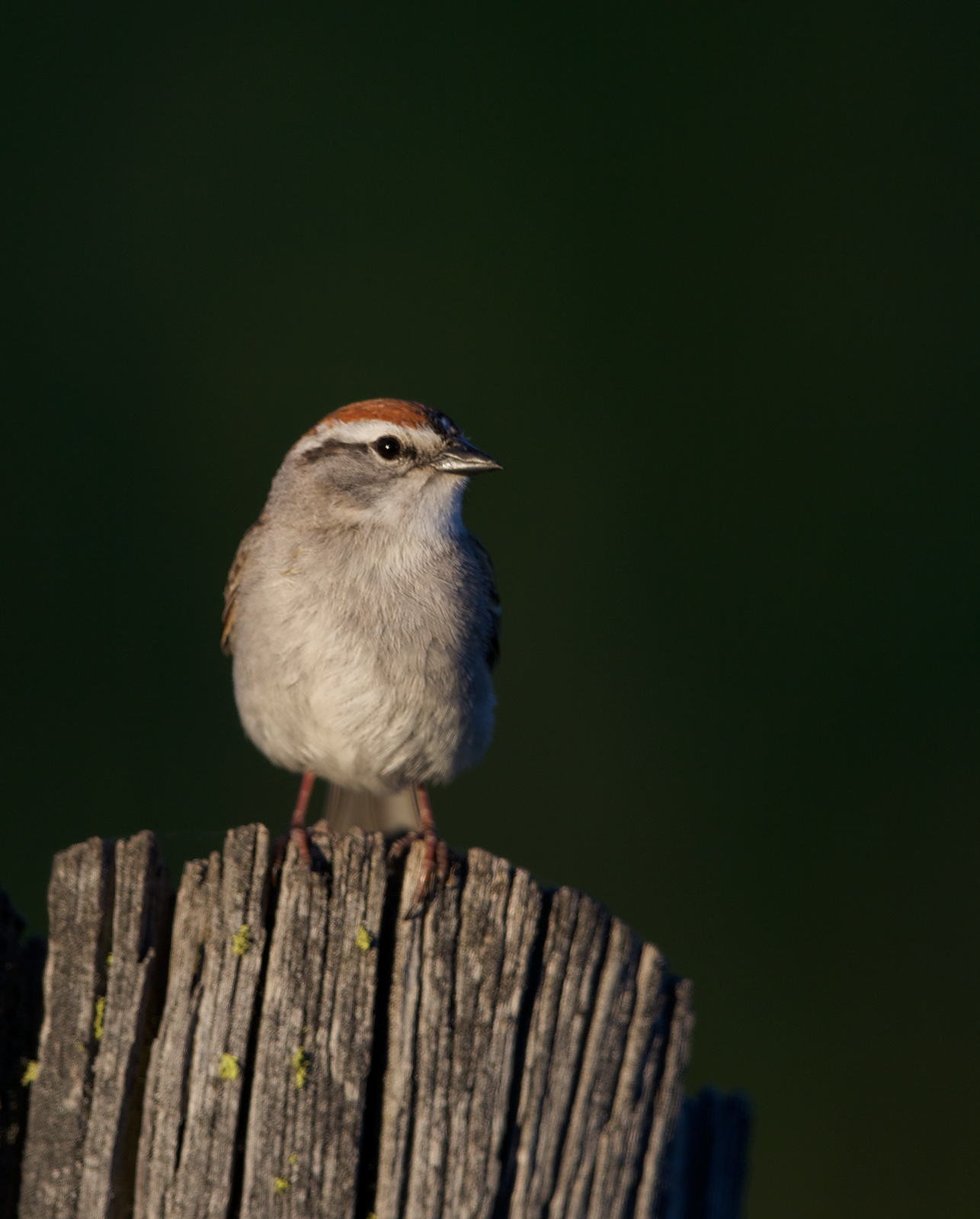 Chipping Sparrow